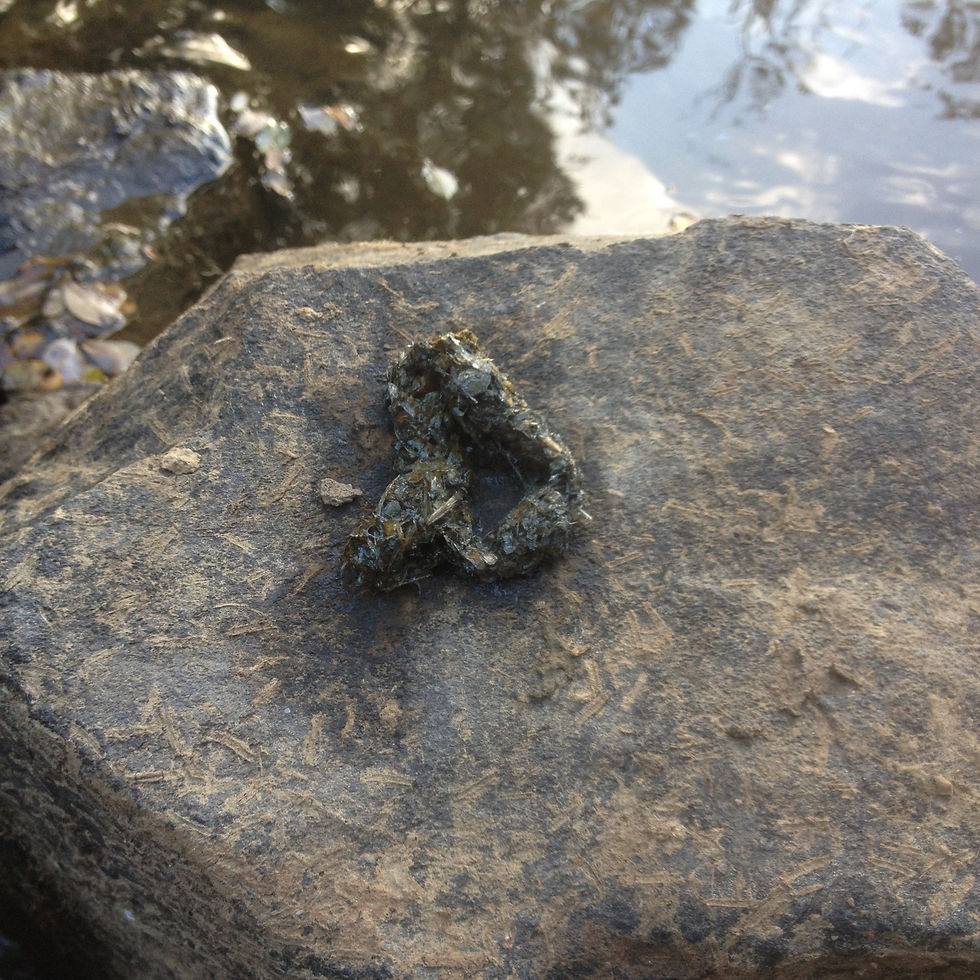 Excrément de loutre (épreinte) pleine d’écailles de poissons et servant au marquage du territoire