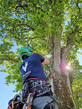 arborist klatrer i et tre i Oslo.