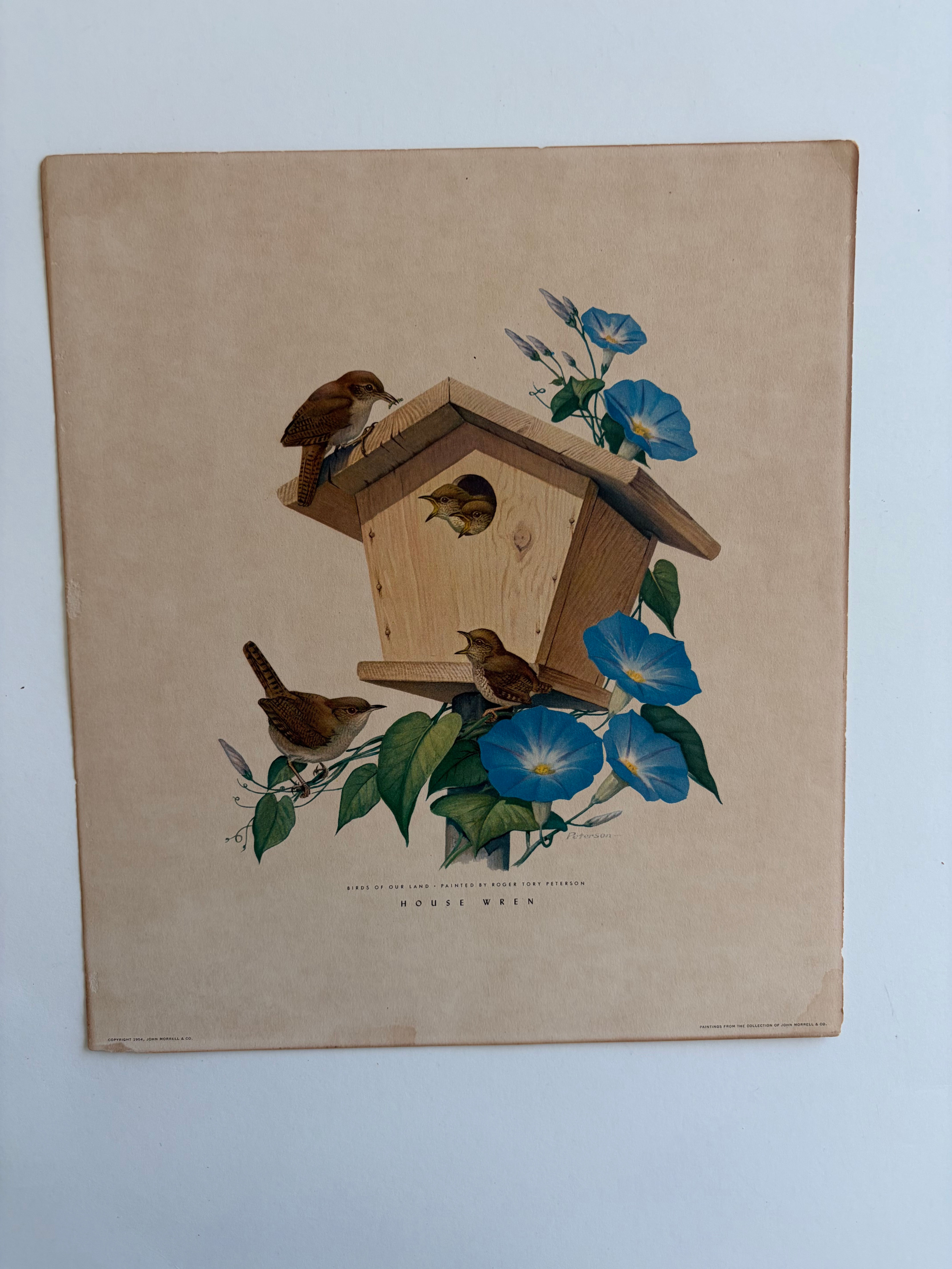 Vintage Roger Tory Peterson “Birds of Our Land” 1954 Print — House Wren