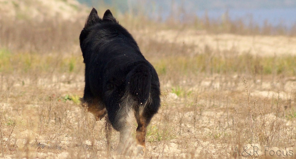 Finn Of Dracc's Clan