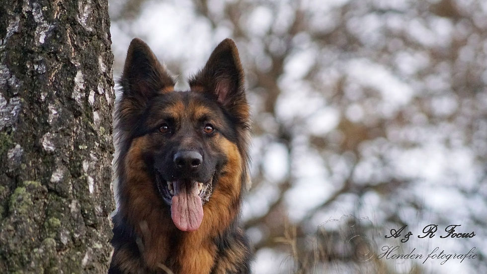 Glenn Vom Altdeutschen Eck
