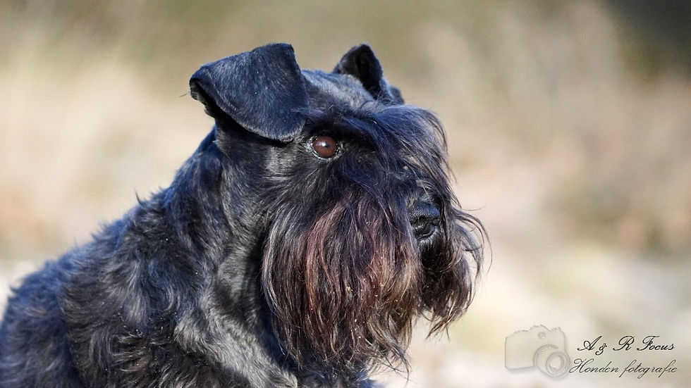 De kleine zwarte dwergen