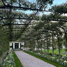 Crabapple allée in full bloom at Oak Spring Garden Foundation, with flowering trees arching over a gravel path flanked by manicured greenery.