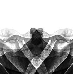 Diese Bilder untersuchen die rhythmischen, komplexen Geometrien der Natur und destillieren organischen Verfall und Wachstum zu statischen, strukturellen Formen.