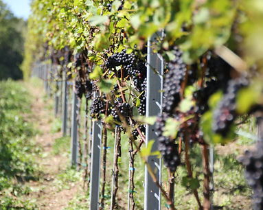 Cabernet Jura Weinberg