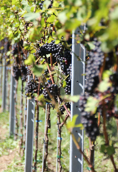 Cabernet Jura Weinberg