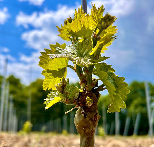 Sauvignac Jungwein