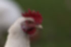 Ammersee Biohof Weidehuhn