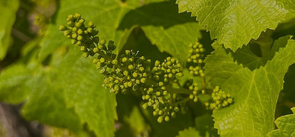 Vignes du Domaine Haut Montlong