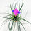 Küçük resim: Tillandsia (Wallisia) Cyanea - Pink Quill - 8.5 cm Saksıda