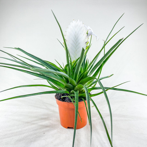 Tillandsia (Wallisia) Cyanea 