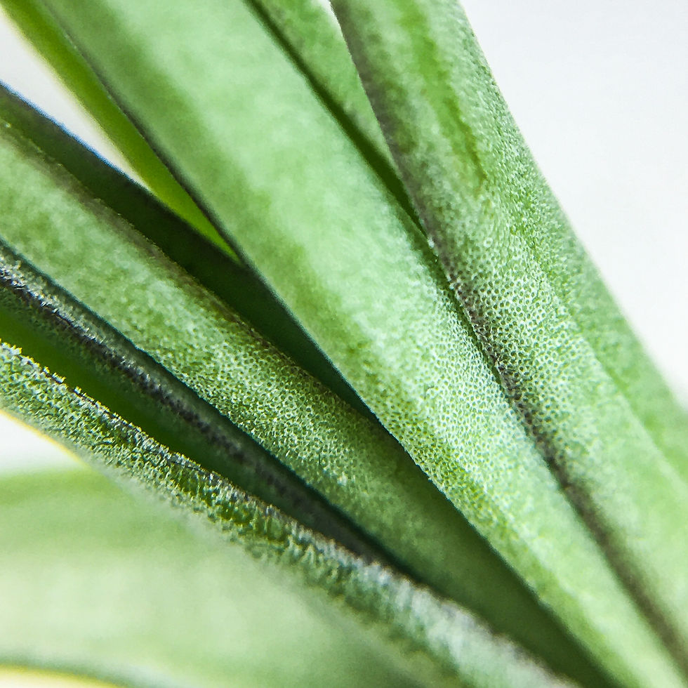 Küçük resim: Tillandsia Balbisiana (M) - Hava Bitkisi Air Plant