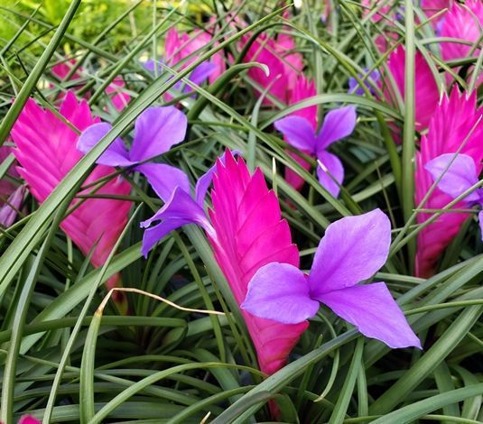 Küçük resim: Tillandsia (Wallisia) Cyanea - Pink Quill - 8.5 cm Saksıda