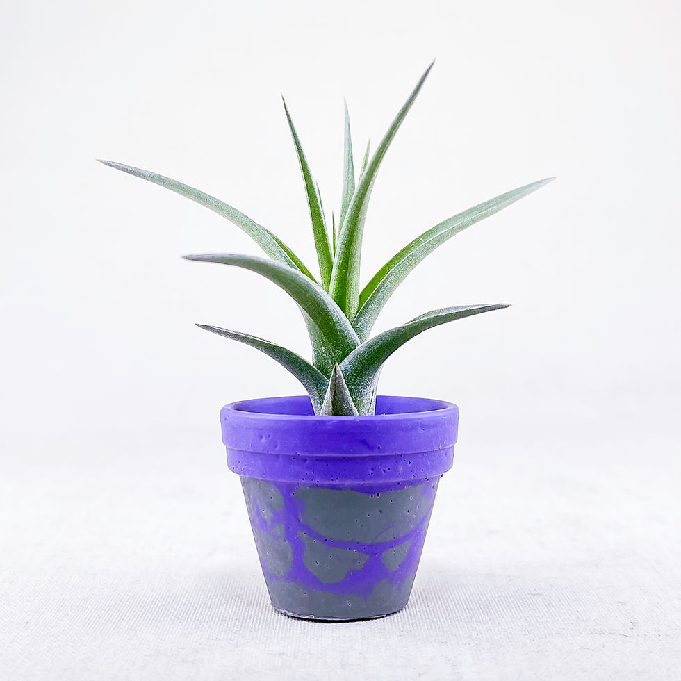 Küçük resim: Tillandsia Bergeri Pup (S) - Yavru Hava Bitkisi Air Plant