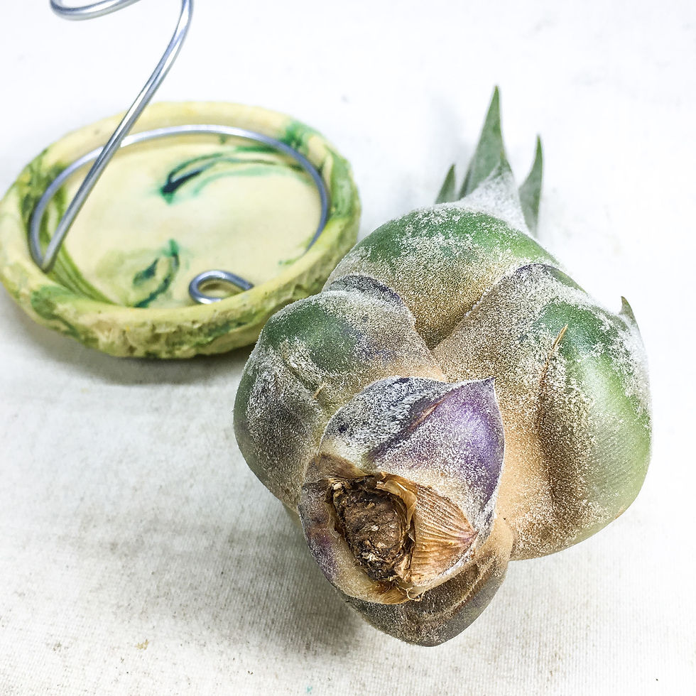 Küçük resim: Tillandsia Seleriana (L) - Hava Bitkisi Air Plant