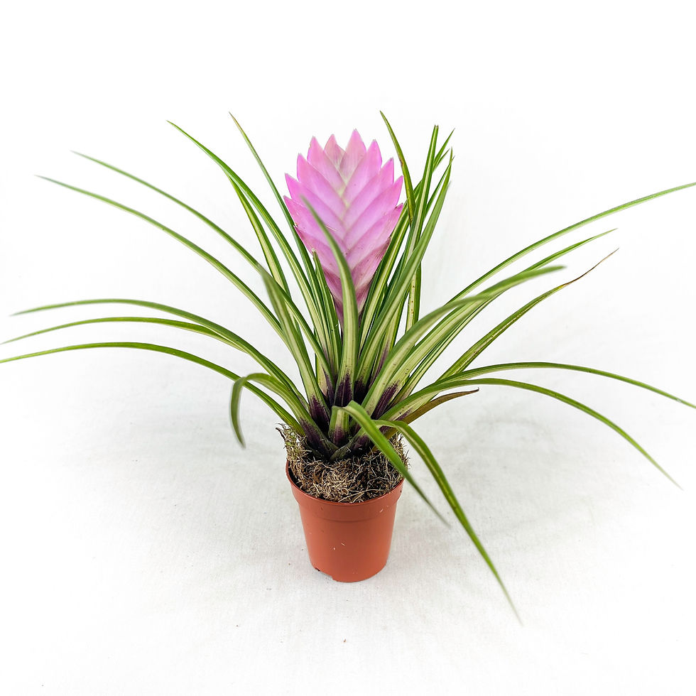 Küçük resim: Tillandsia Cyanea Variegated (5.5 cm Saksıda) Nadir Tür Hava Bitkisi Airplant