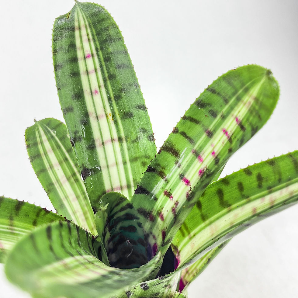 Küçük resim: Neoregelia Palmares (5.5 cm Saksıda) Özel Nadir Tür Bromeliad