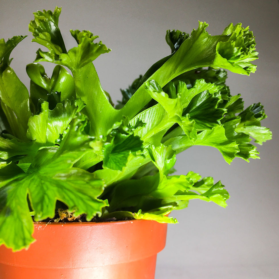 Küçük resim: Asplenium Crissie (12 cm Saksıda) Eğrelti