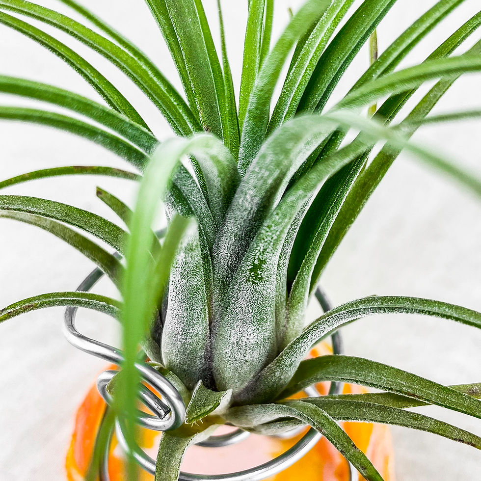 Küçük resim: Tillandsia Oh My Goodness (M) - Özel Tür Hava Bitkisi Air Plant
