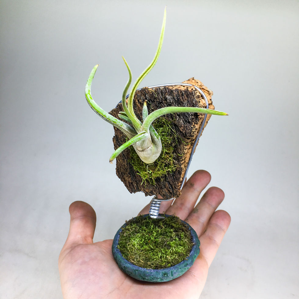 Küçük resim: Medusae In The Jungle - Mantar Kabuk Tillandsia Aranjman