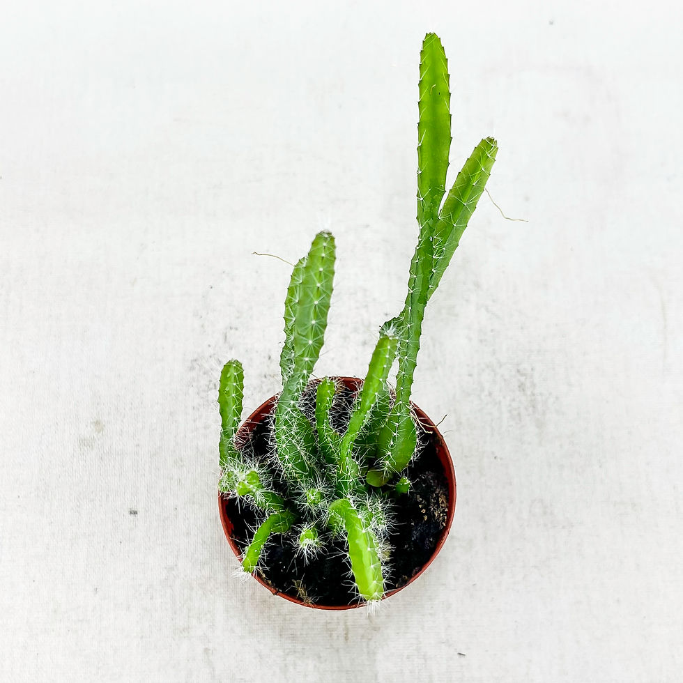 Küçük resim: Hylocereus Undatus Ejder Meyvesi (5.5 cm Saksıda)
