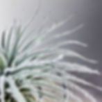 Küçük resim: Tillandsia Tectorum Ecuador "Snowball" (L) - Hava Bitkisi Air Plant