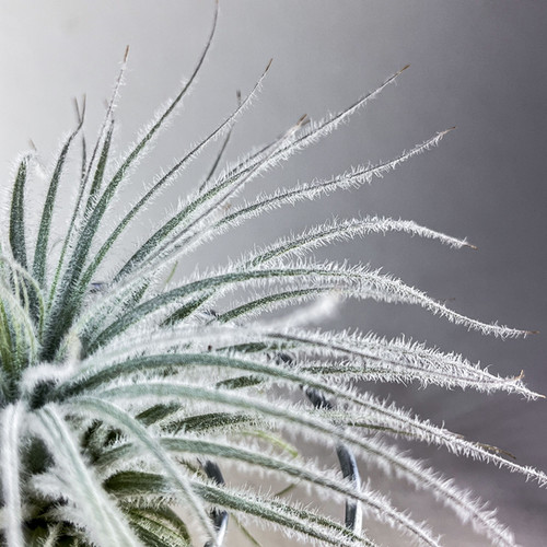 Tillandsia Tectorum Ecuador 