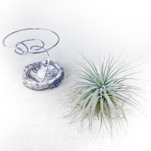 Tillandsia Tectorum Ecuador 