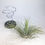 Küçük resim: Tillandsia Magnusiana (M) - Hava Bitkisi Air Plant