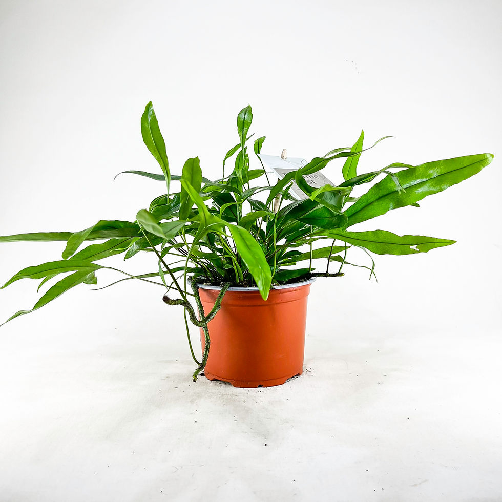 Küçük resim: Microsorum Diversifolium (10.5 cm Saksıda) Kangaroo Fern Eğrelti