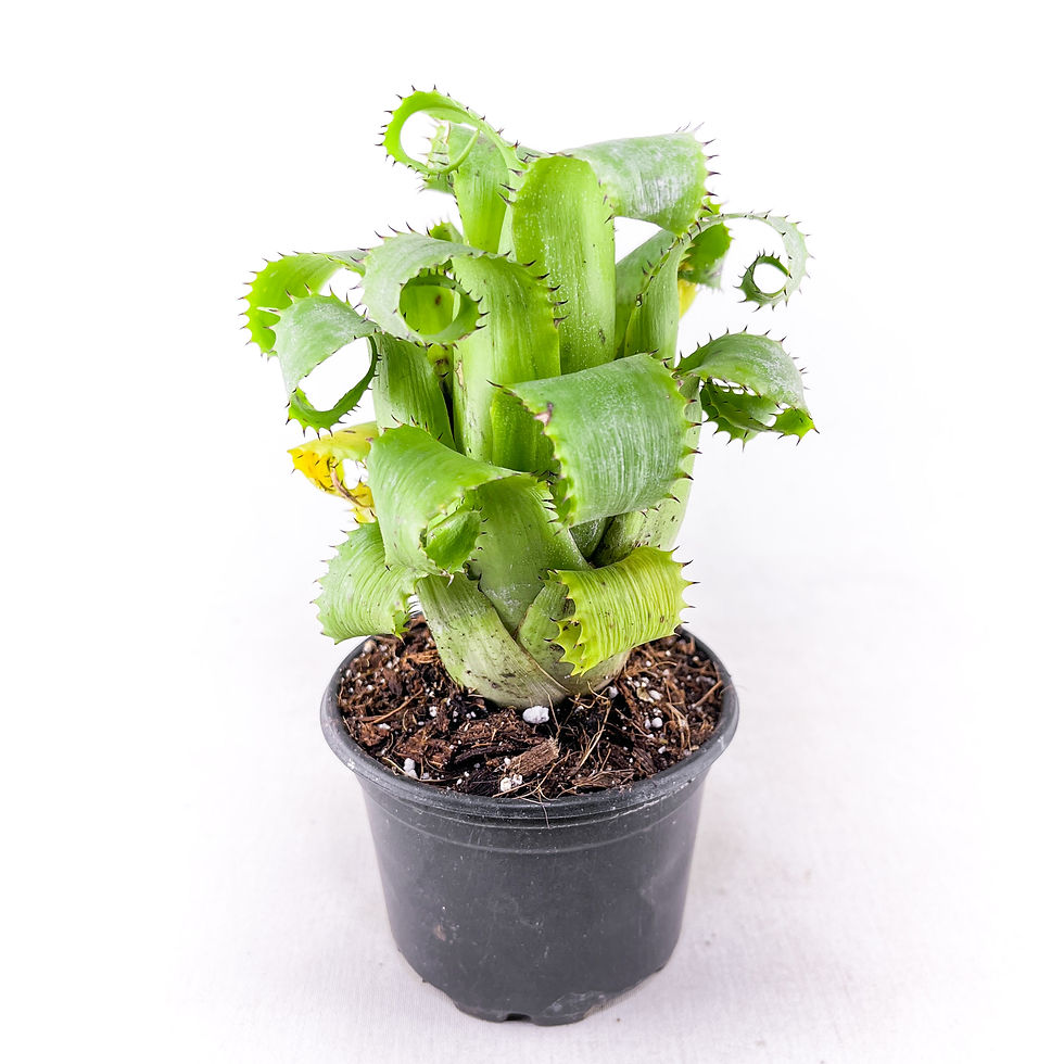 Küçük resim: Hylaeaicum Mooreanum (8.5 cm Saksıda) Özel Nadir Tür Bromeliad