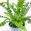 Küçük resim: Nephrolepis Exaltata Duffy (5.5 cm Saksıda) Özel Tür Aşk Merdiveni Eğrelti