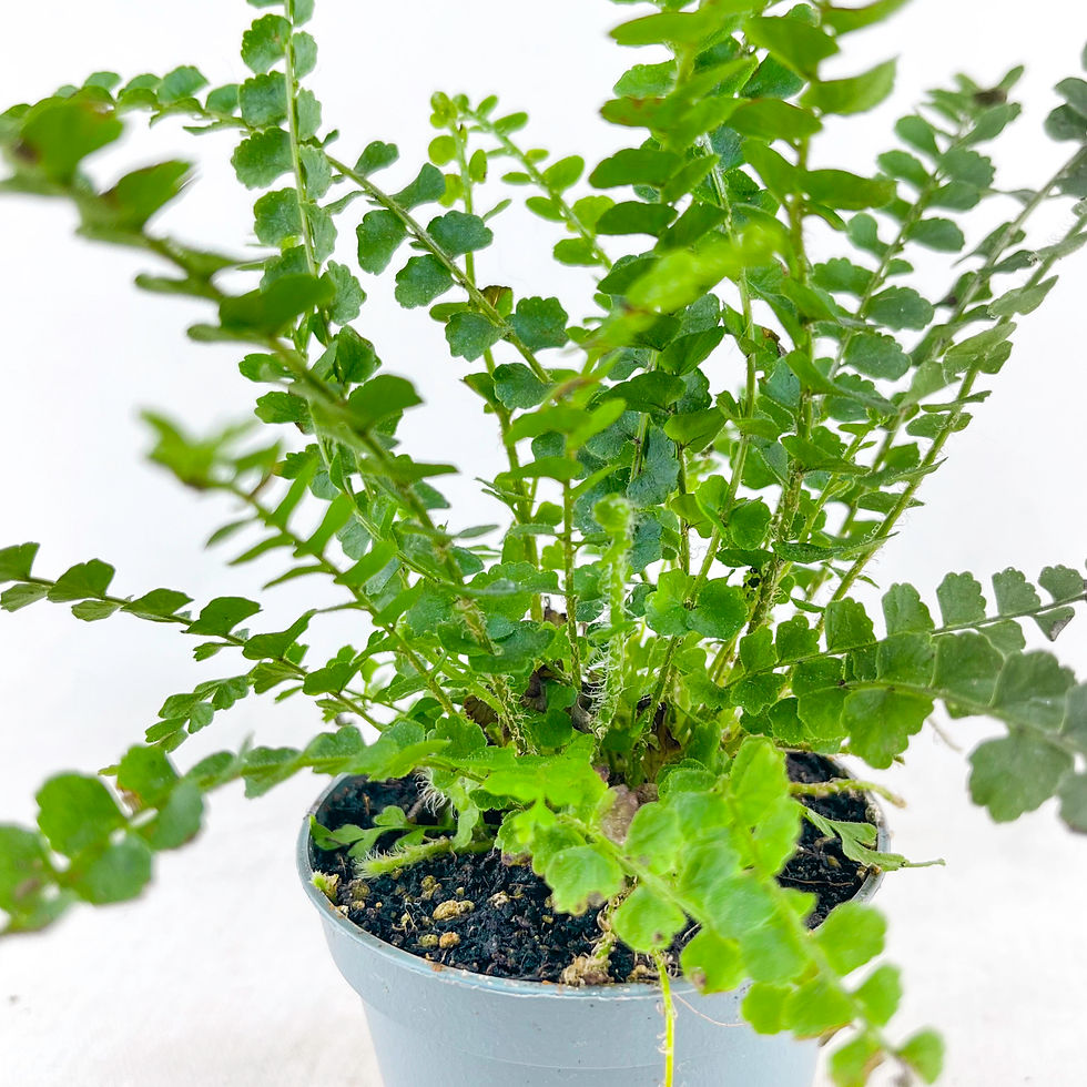 Küçük resim: Nephrolepis Exaltata Duffy (5.5 cm Saksıda) Özel Tür Aşk Merdiveni Eğrelti