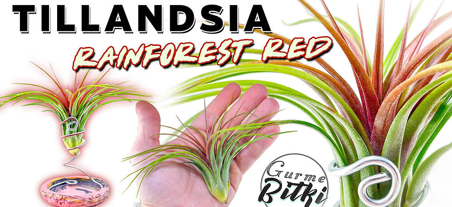 Rainforest Red Banner.jpg