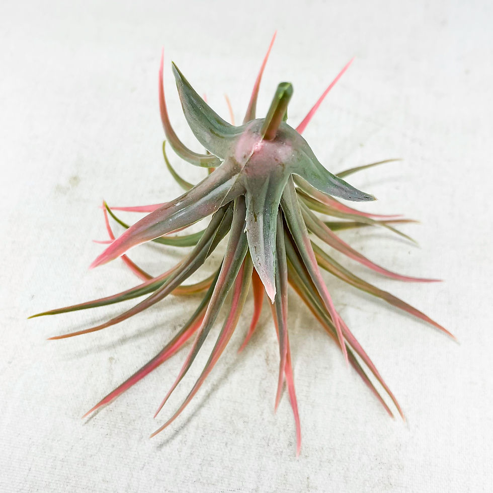 Küçük resim: Tillandsia Ionantha Rubra - Yapay Hava Bitkisi Air Plant