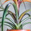 Küçük resim: Tillandsia Capitata "Hermosa" (12 cm Saksıda)