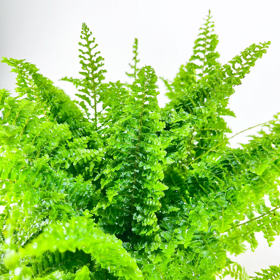 Küçük resim: Nephrolepis Exaltata Cotton Candy (12 cm Saksıda) Özel Tür Aşk Merdiveni Eğrelti