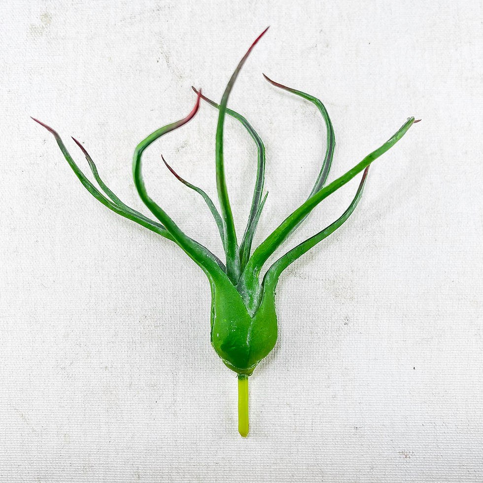 Küçük resim: Tillandsia Bulbosa - Yapay Hava Bitkisi Air Plant
