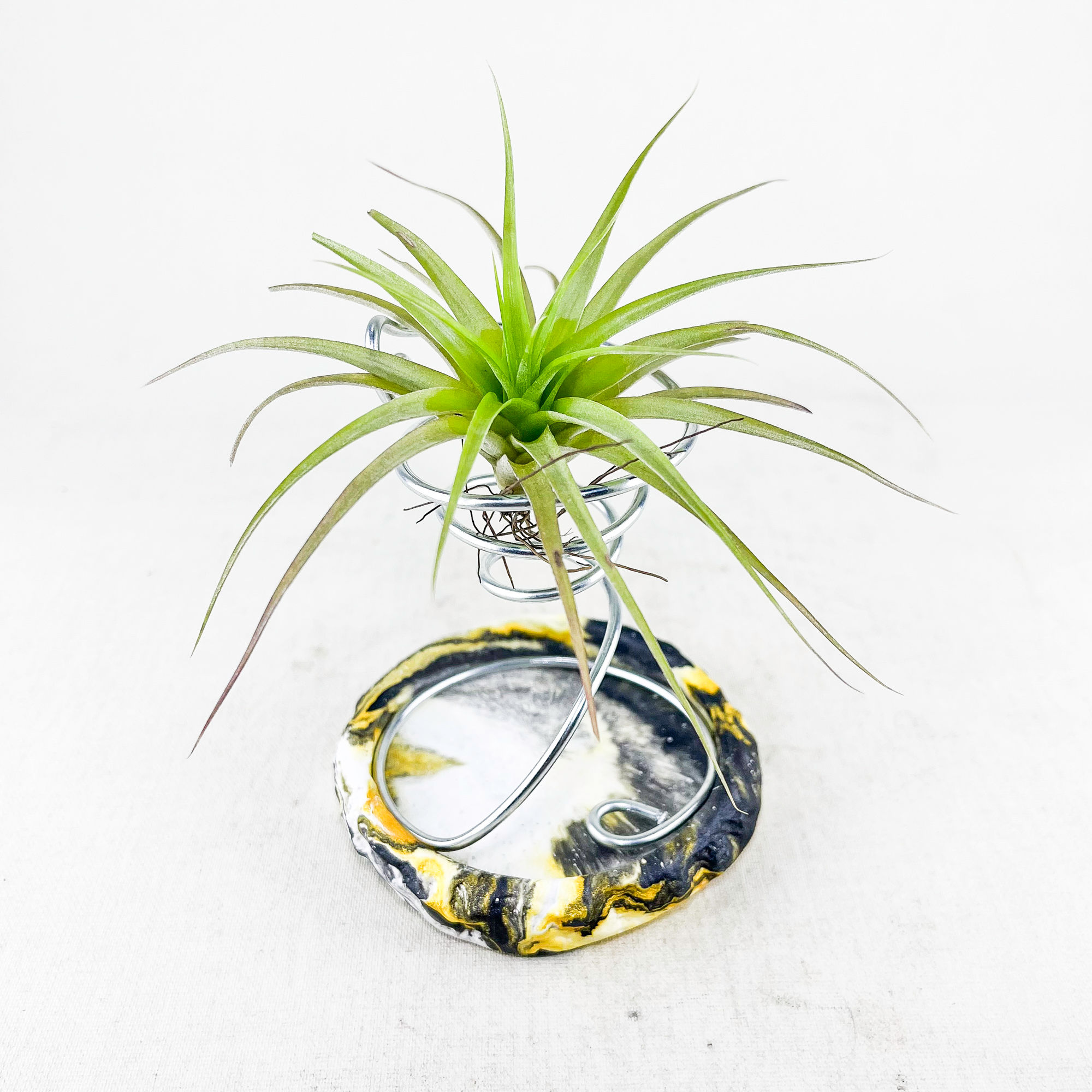 Tillandsia Brachycaulos (M) - Hava Bitkisi Air Plant