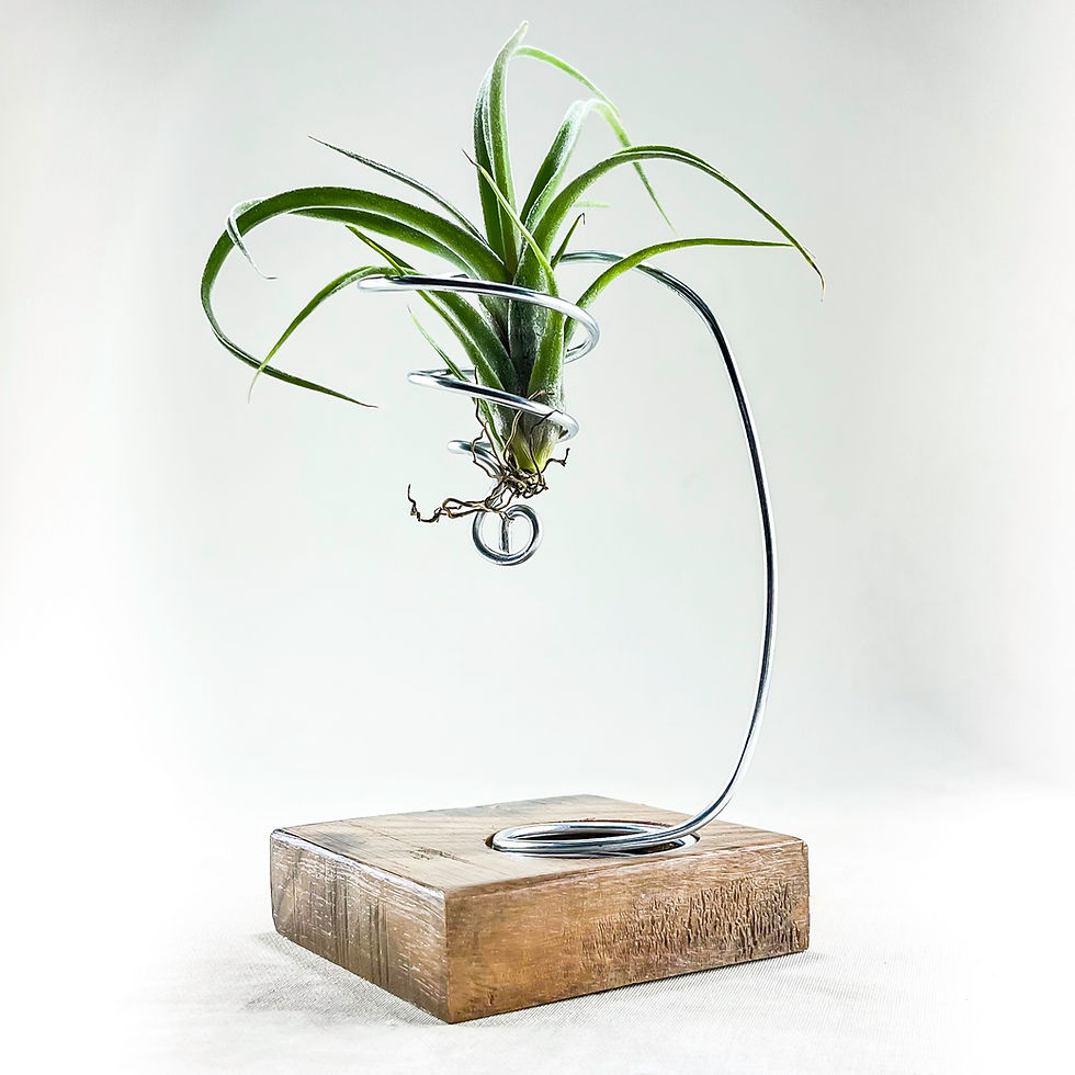 Küçük resim: Grounded Stand - Dekoratif Ahşap Hava Bitkisi Tillandsia Airplant Holder