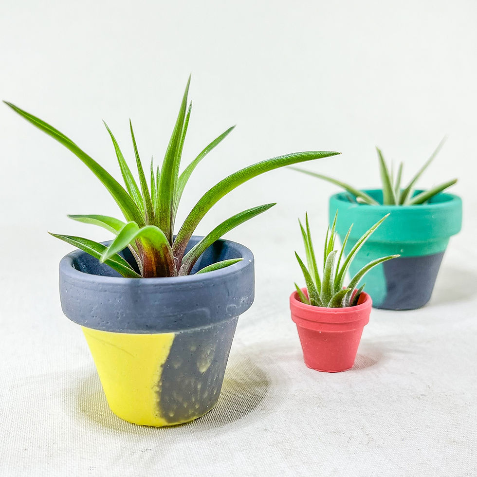 Küçük resim: Tillandsia Pup Set - Yavru Hava Bitkisi Seti