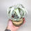 Küçük resim: Tillandsia Xerographica (M) - Hava Bitkisi Airplant