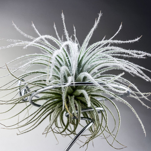 Tillandsia Tectorum Ecuador 