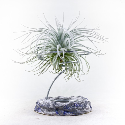Tillandsia Tectorum Ecuador 