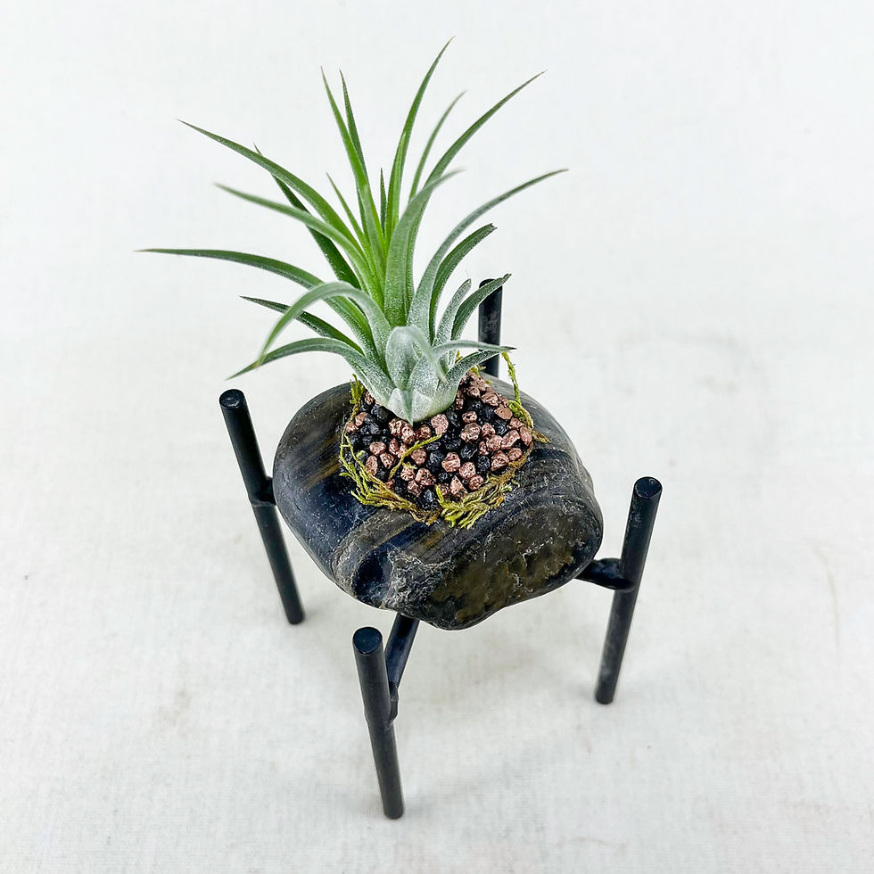 Küçük resim: Natural Elegance - Tillandsia ionantha Hava Bitkisi Airplant Aranjman