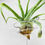 Küçük resim: Tillandsia Streptophylla (L) Hava Bitkisi Airplant