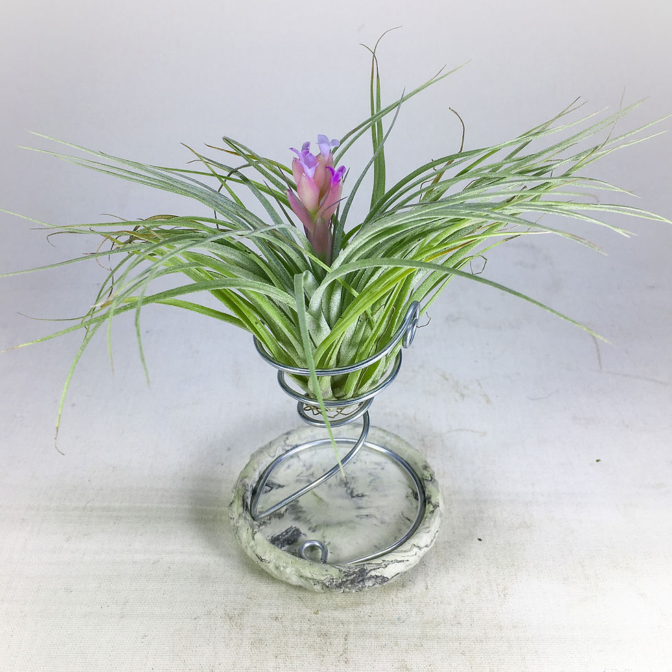 Küçük resim: Tillandsia Stricta Cotton Candy (M) - Hava Bitkisi Airplant