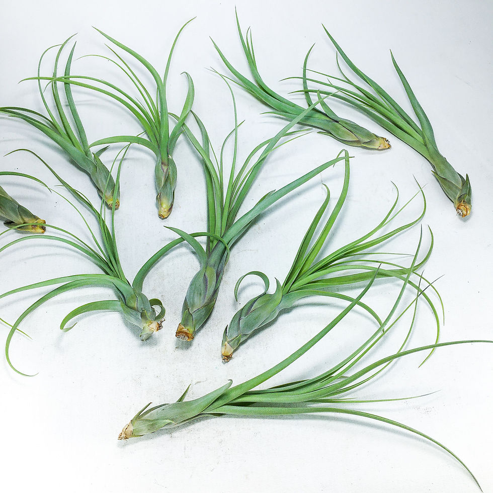 Küçük resim: Tillandsia Balbisiana (M) - Hava Bitkisi Air Plant