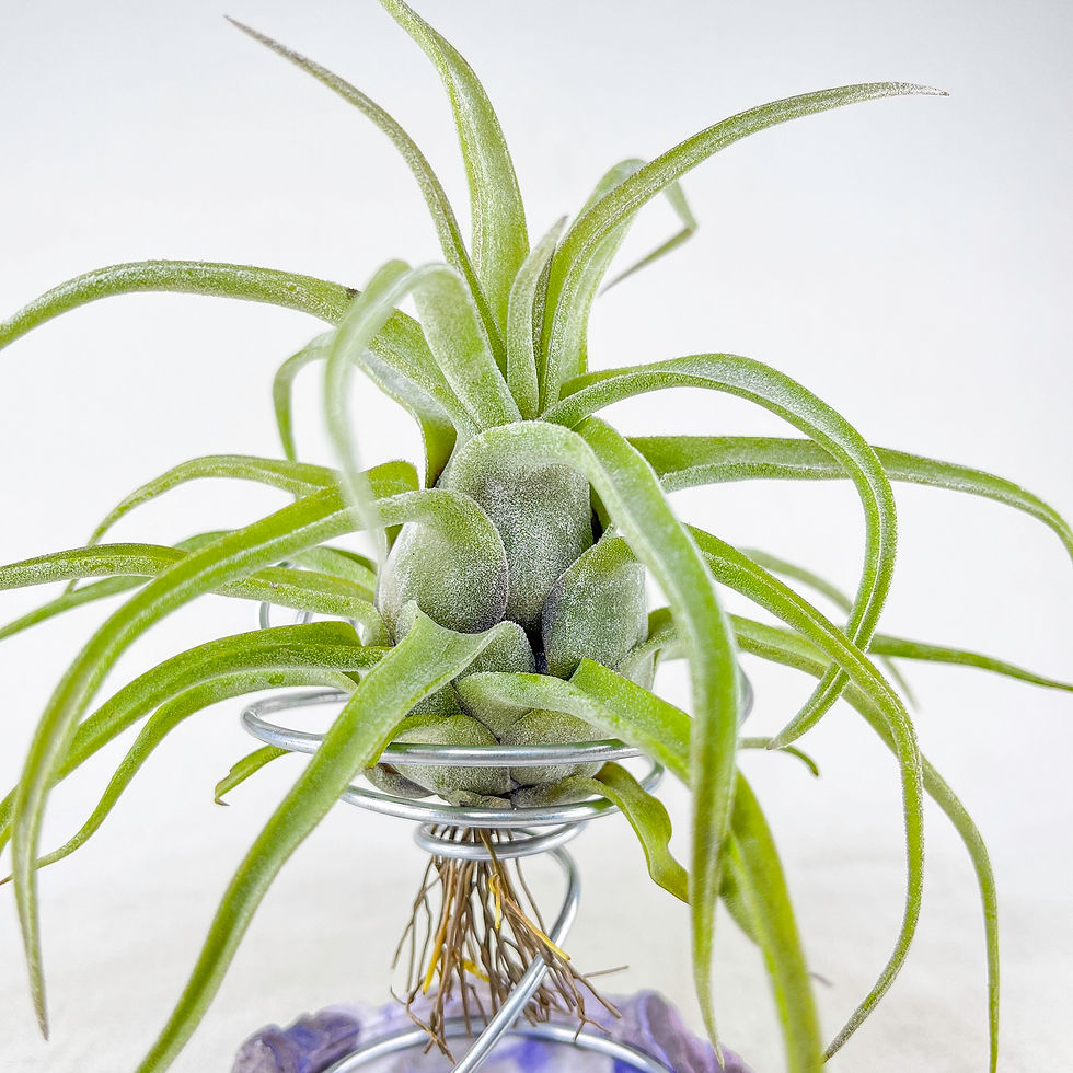 Küçük resim: Tillandsia Streptophylla (M) Hava Bitkisi Airplant