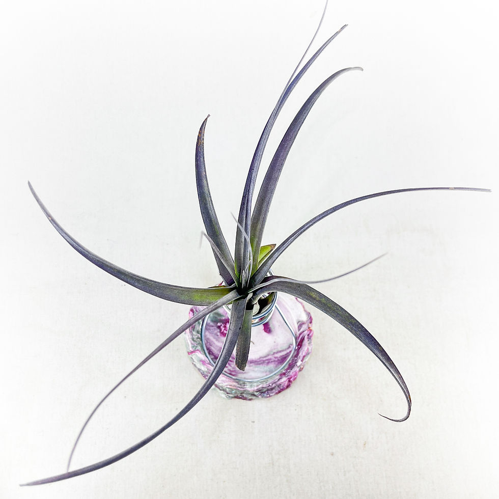 Küçük resim: Tillandsia Royale (M) - Özel Tür Hava Bitkisi Airplant